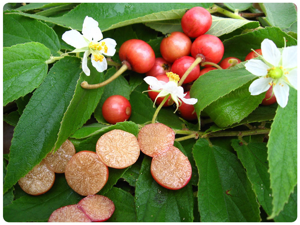 Muntingia calabura / Muntingia rosea - Cotton Candy Berry, Calabur Tree, Capulin, Festival Berry, Jamaica Cherry, Panama Berry