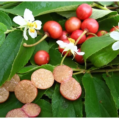 Muntingia calabura / Muntingia rosea - Cotton Candy Berry, Calabur Tree, Capulin, Festival Berry, Jamaica Cherry, Panama Berry