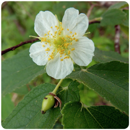 Muntingia calabura / Muntingia rosea - Cotton Candy Berry, Calabur Tree, Capulin, Festival Berry, Jamaica Cherry, Panama Berry - Image 2