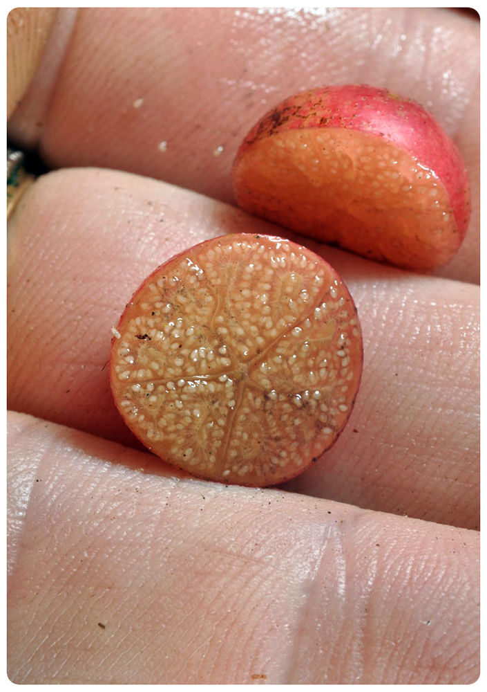 Muntingia calabura / Muntingia rosea - Cotton Candy Berry, Calabur Tree, Capulin, Festival Berry, Jamaica Cherry, Panama Berry - Image 6