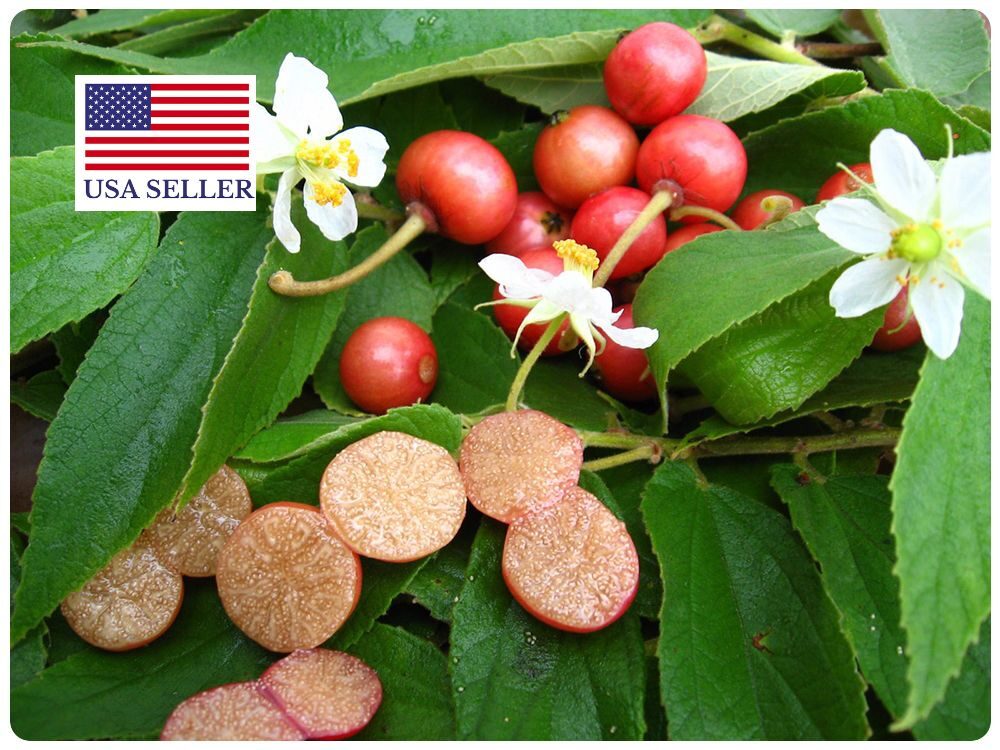 Muntingia calabura / Muntingia rosea - Cotton Candy Berry, Calabur Tree, Capulin, Festival Berry, Jamaica Cherry, Panama Berry - Image 8