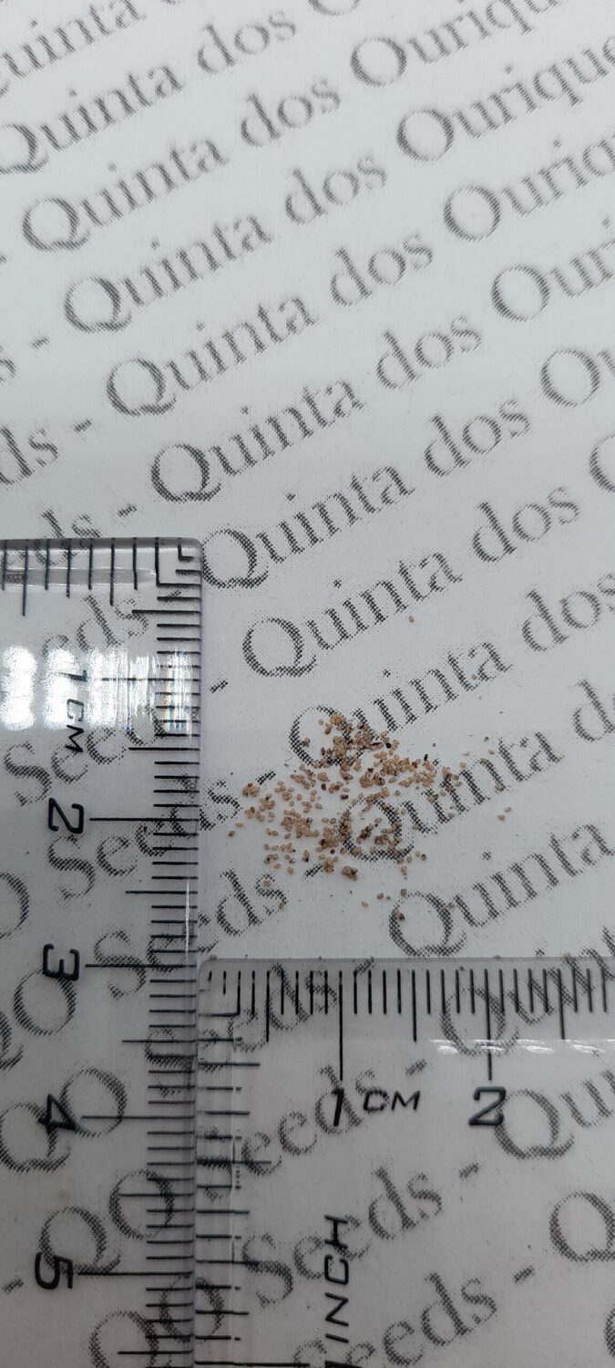 Muntingia calabura / Muntingia rosea - Cotton Candy Berry, Calabur Tree, Capulin, Festival Berry, Jamaica Cherry, Panama Berry - Image 9