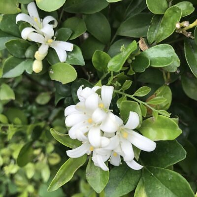 Murraya paniculata / Chalcas paniculata - Orange Jasmine, Orange Jessamine, China Box, Mock Orange