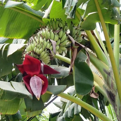 Musa acuminata ssp. acuminata - Banana Tree