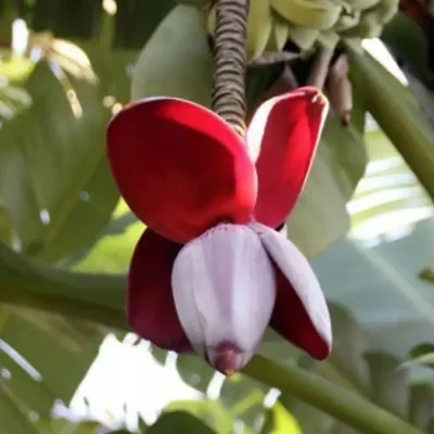 Musa balbisiana var. balbisiana - Sweet Banana