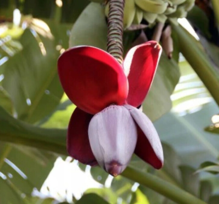Musa balbisiana var. balbisiana - Sweet Banana