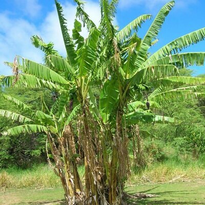 Musa cheesmanii - Cheesman s Banana