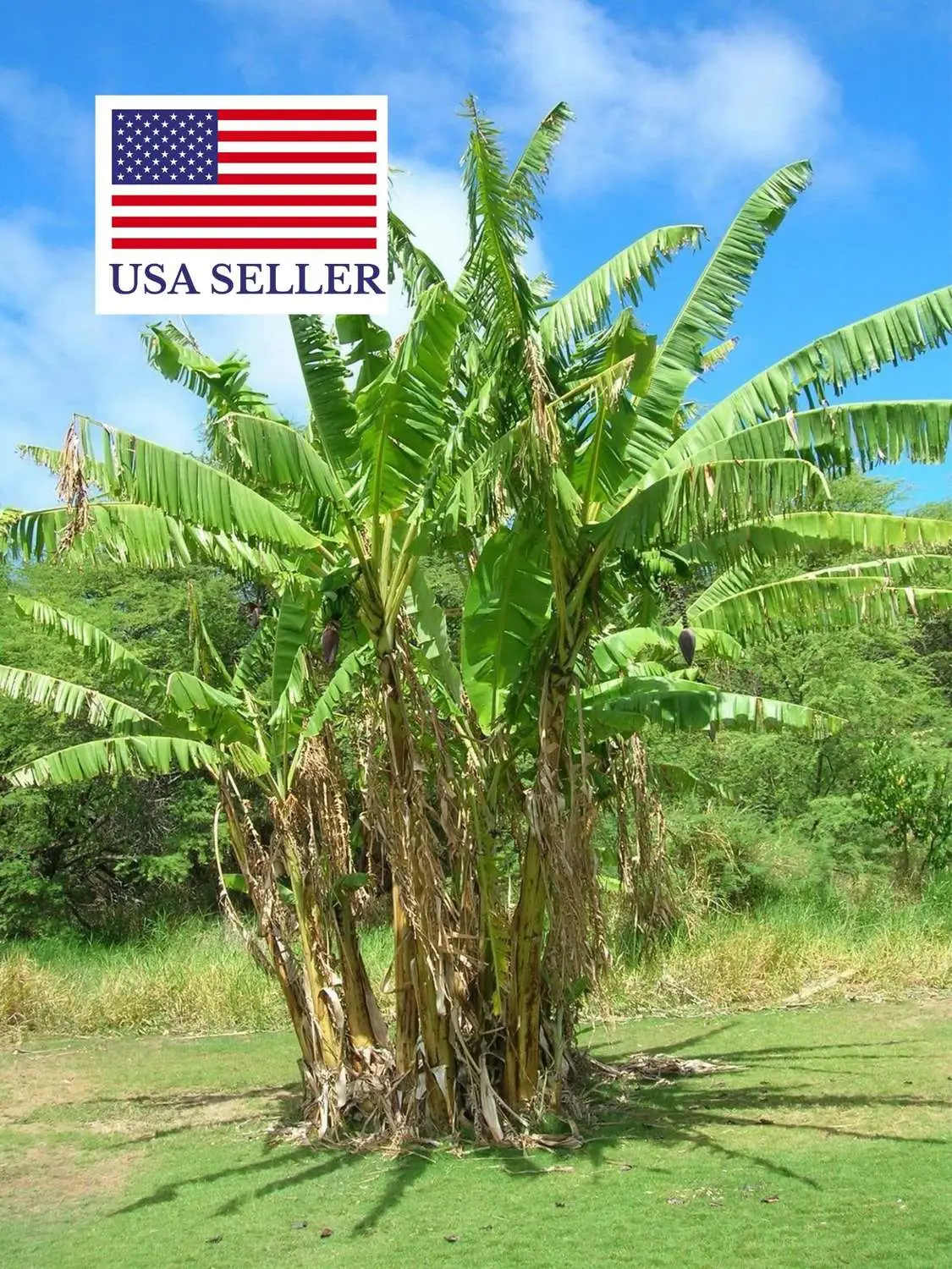 Musa cheesmanii - Cheesman s Banana - Image 5