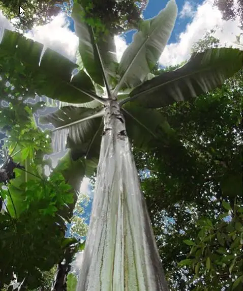 Musa ingens - Giant Highland Banana, Hua Moa Banana - Image 5