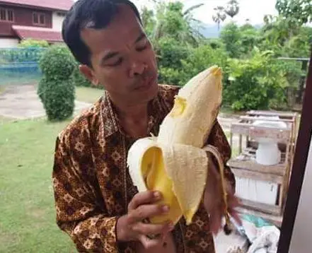 Musa ingens - Giant Highland Banana, Hua Moa Banana - Image 6