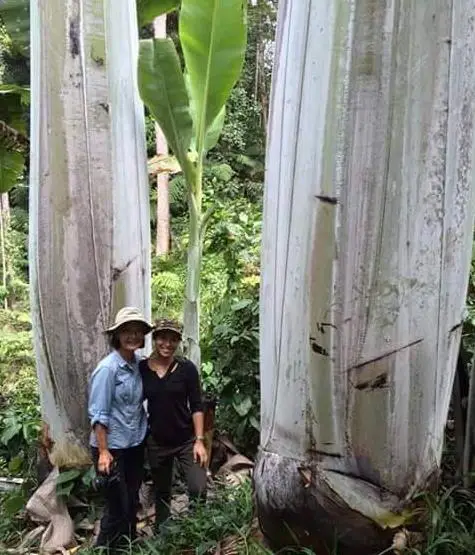 Musa ingens - Giant Highland Banana, Hua Moa Banana - Image 9