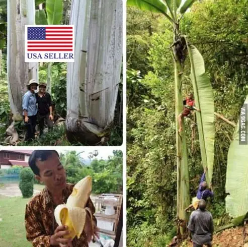 Musa ingens - Giant Highland Banana, Hua Moa Banana - Image 10