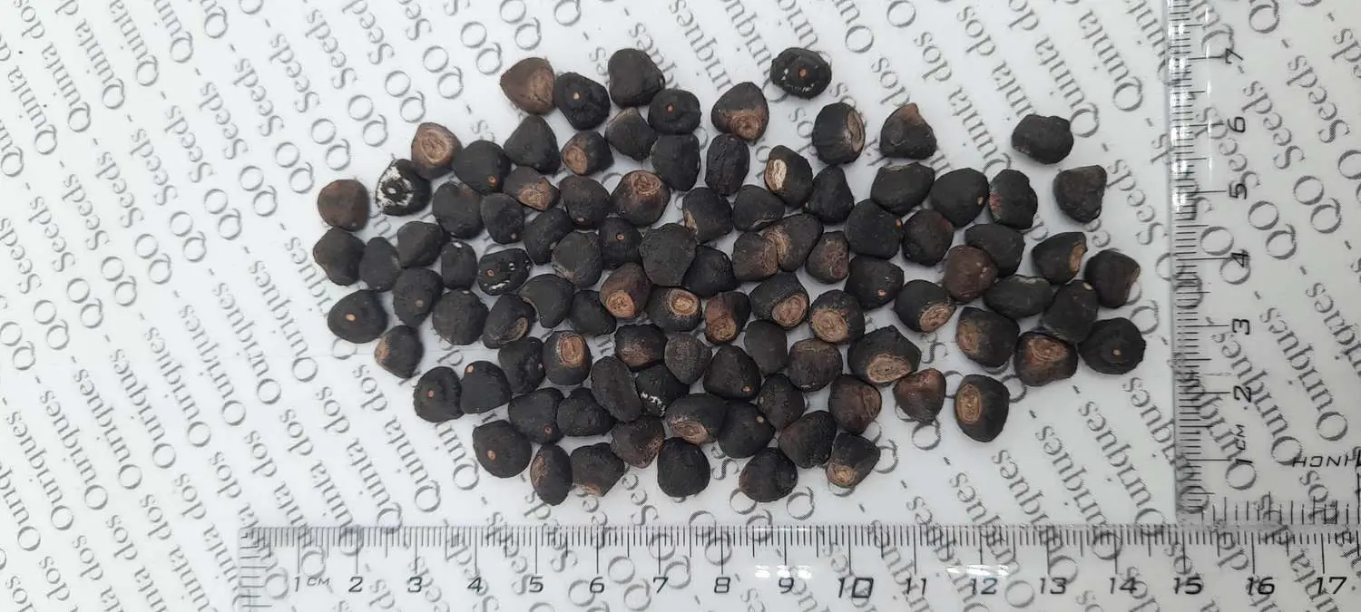 Musa ingens - Giant Highland Banana, Hua Moa Banana - Image 11