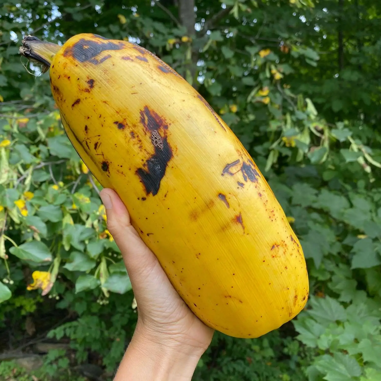 Musa ingens - Giant Highland Banana, Hua Moa Banana