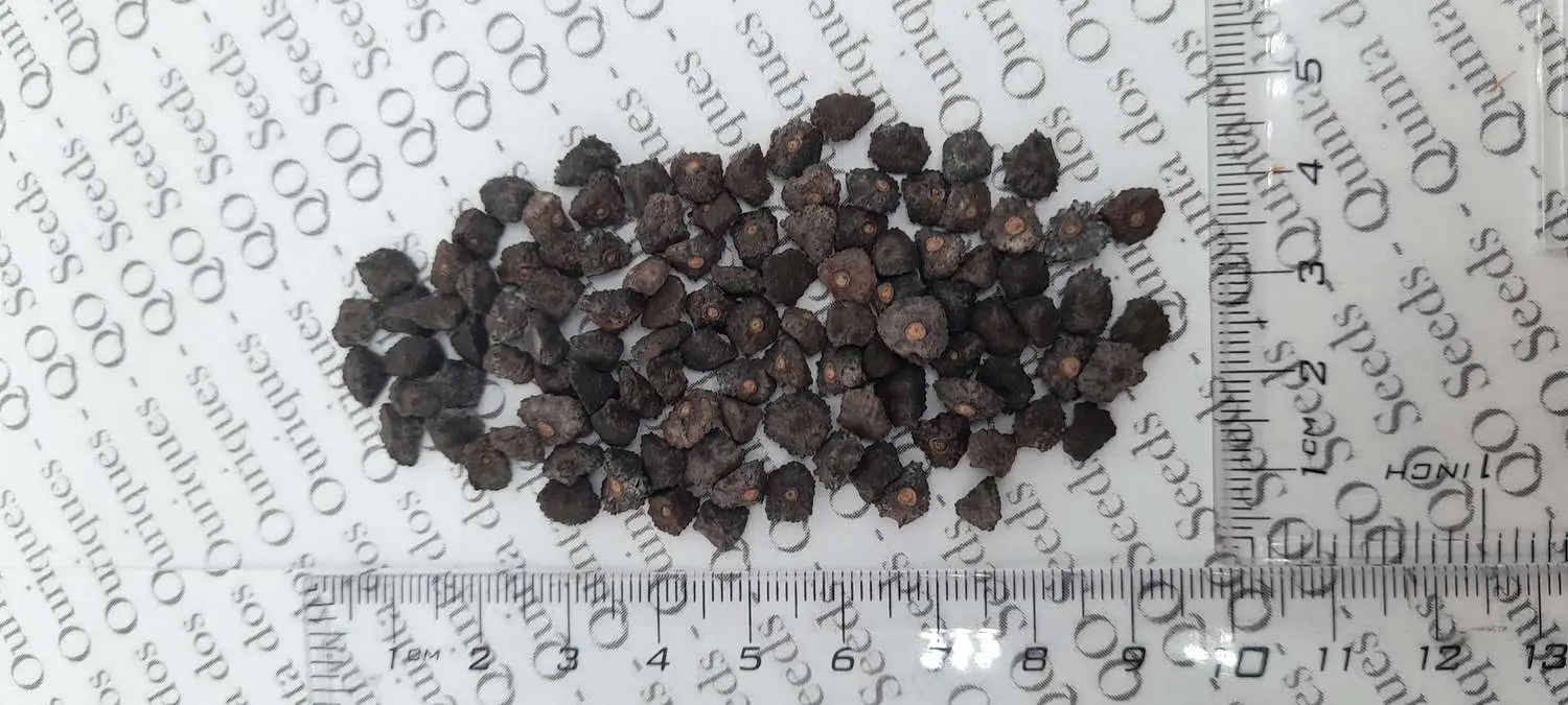 Musa itinerans - Burmese Blue, Blue Burmese Banana - Image 5