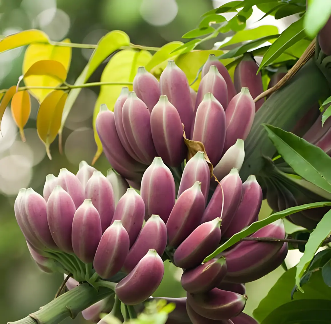 Musa itinerans - Burmese Blue, Blue Burmese Banana - Image 6