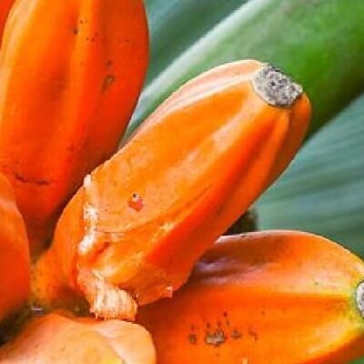 Musa johnsii - Honey banana, banana silvestre from papua new