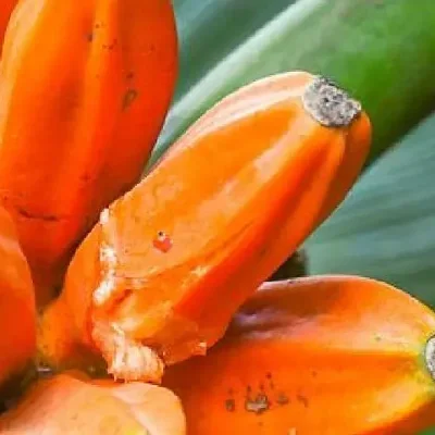 Musa johnsii - Honey banana, banana silvestre from papua new