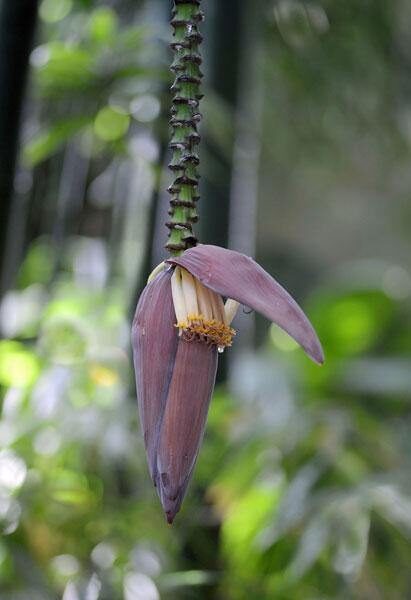 Musa ochracea - Crêpe Banana