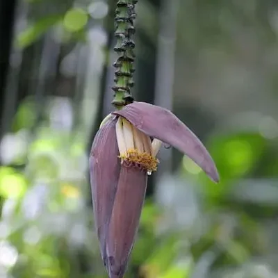 Musa ochracea - Crêpe Banana
