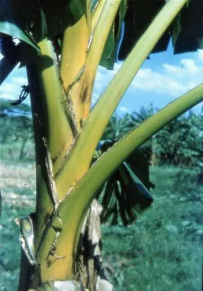 Musa ochracea - Crêpe Banana - Image 2