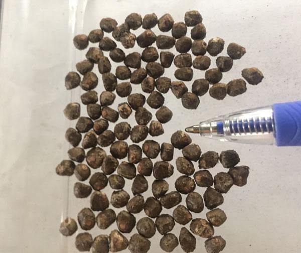 Musa ochracea - Crêpe Banana - Image 3