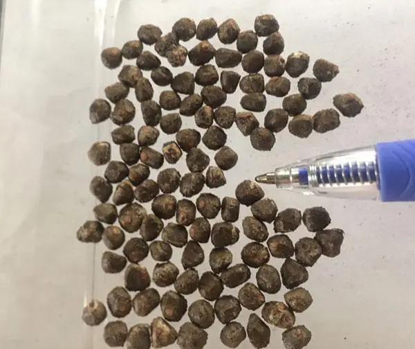 Musa ochracea - Crêpe Banana - Image 3