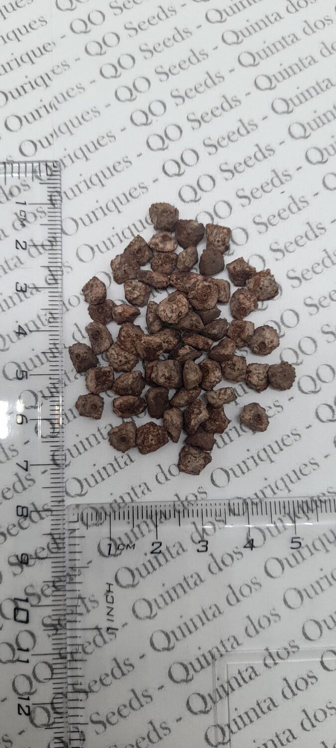 Musa sikkimensis - Darjeeling Banana, Giant Banana - Image 2