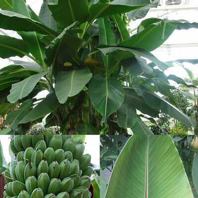 Musa sikkimensis - Darjeeling Banana, Giant Banana