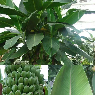 Musa sikkimensis - Darjeeling Banana, Giant Banana