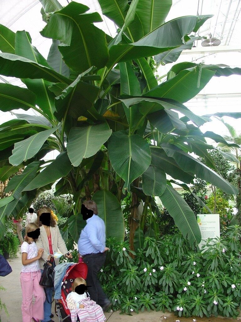 Musa sikkimensis - Darjeeling Banana, Giant Banana - Image 4