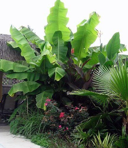 Musa sikkimensis - Darjeeling Banana, Giant Banana - Image 7