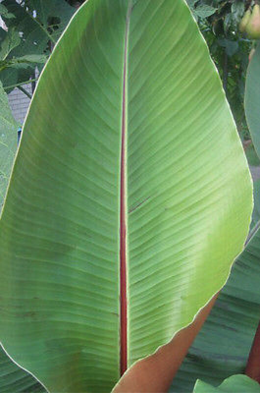 Musa sikkimensis - Darjeeling Banana, Giant Banana - Image 8