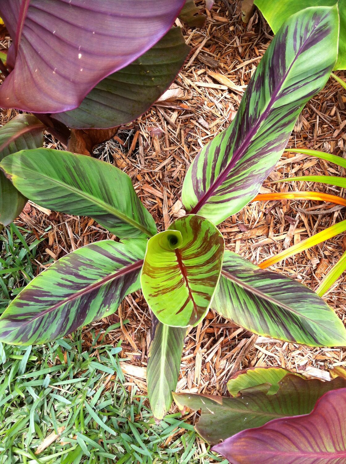 Musa sikkimensis 'Manipur' - Manipur Banana, Bengal Tiger - Image 5