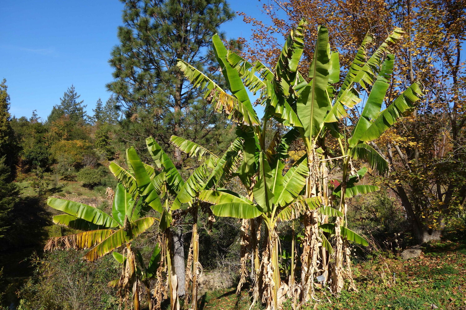 Musa sikkimensis 'Manipur' - Manipur Banana, Bengal Tiger - Image 6