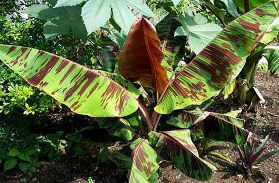 Musa sikkimensis 'Red Tiger' - Red Tiger Banana, Bengal tiger - Image 3
