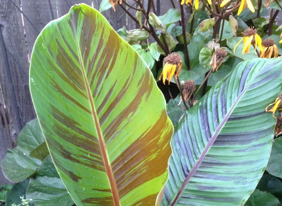 Musa sikkimensis 'Red Tiger' - Red Tiger Banana, Bengal tiger - Image 6