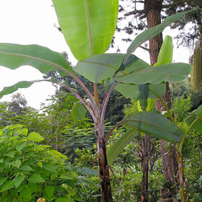 Musa ssp. 'Helens Hybrid' - Banana Helen