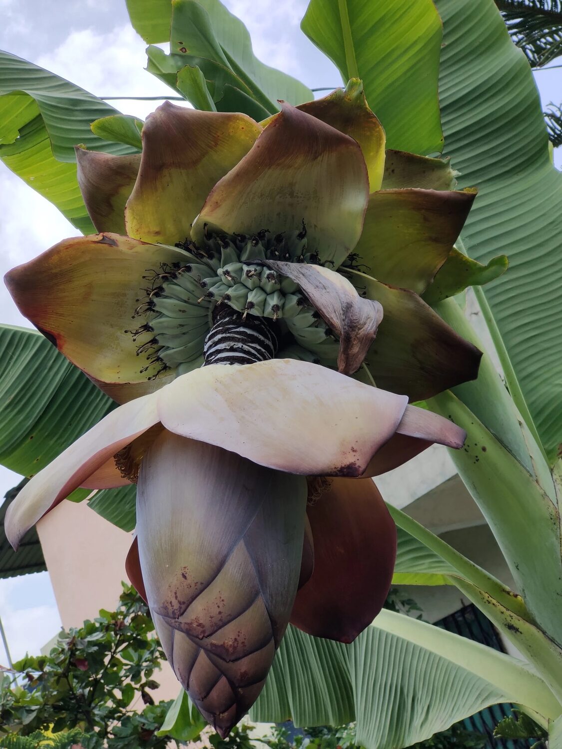 Musa superba / Ensete superbum - Cliff banana, Rock Banana, Western Hill Banana, Wild Plantain, Jungli Kela, Bahu - Image 2