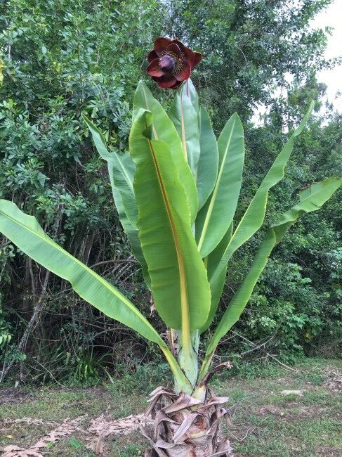 Musa superba / Ensete superbum - Cliff banana, Rock Banana, Western Hill Banana, Wild Plantain, Jungli Kela, Bahu - Image 3