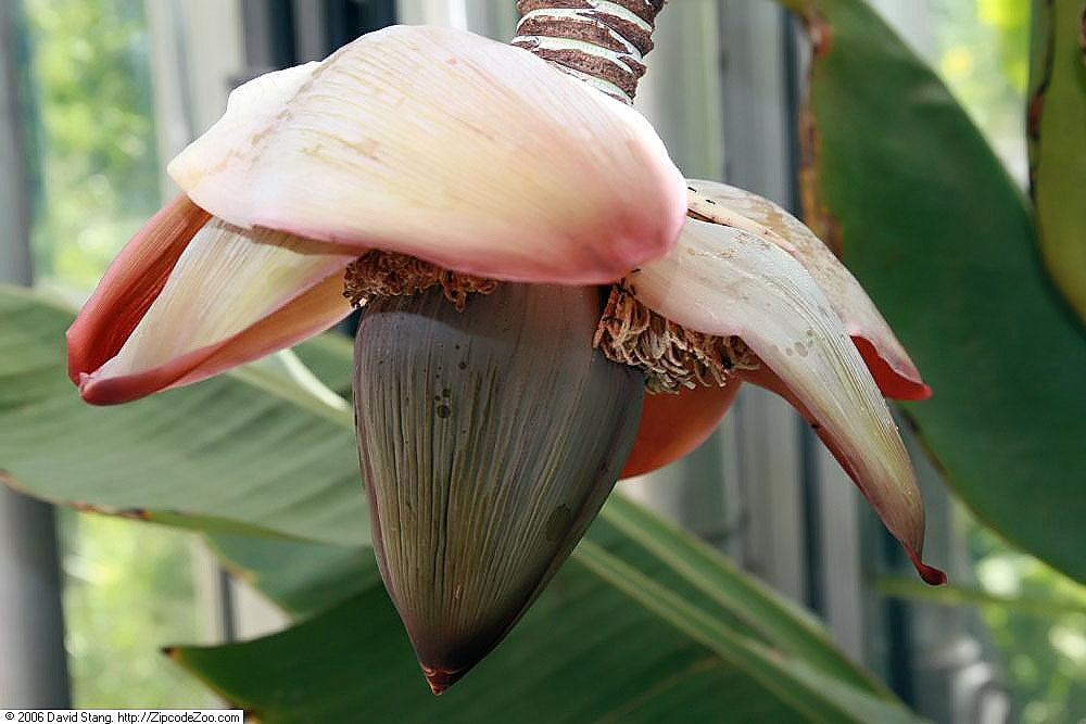 Musa superba / Ensete superbum - Cliff banana, Rock Banana, Western Hill Banana, Wild Plantain, Jungli Kela, Bahu - Image 4