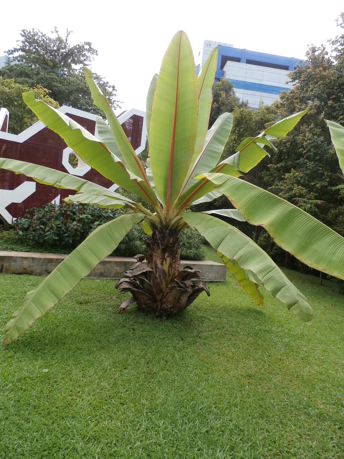 Musa superba / Ensete superbum - Cliff banana, Rock Banana, Western Hill Banana, Wild Plantain, Jungli Kela, Bahu - Image 5