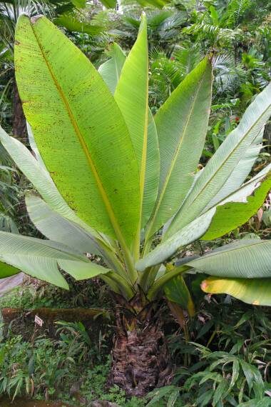 Musa superba / Ensete superbum - Cliff banana, Rock Banana, Western Hill Banana, Wild Plantain, Jungli Kela, Bahu - Image 9