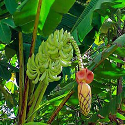 Musa thomsonii - Thomson's Banana, Thompson's Banana