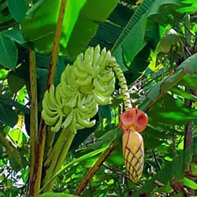 Musa thomsonii - Thomson's Banana, Thompson's Banana