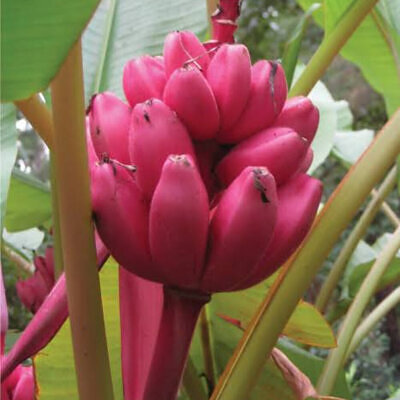 Musa velutina - Pink Dwarf Banana