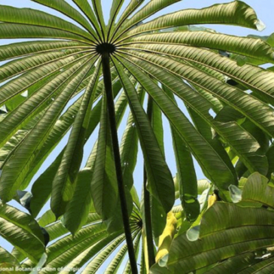 Musanga cecropioides - Corkwood Tree, Umbrella Tree, Urticaceae Tree, African Corkwood Tree