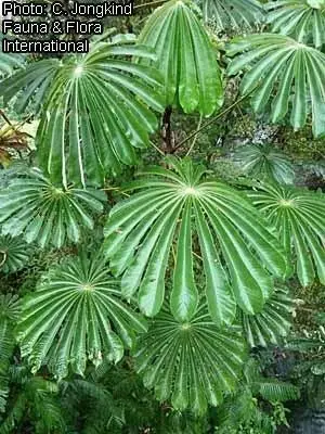 Musanga cecropioides - Corkwood Tree, Umbrella Tree, Urticaceae Tree, African Corkwood Tree - Image 3