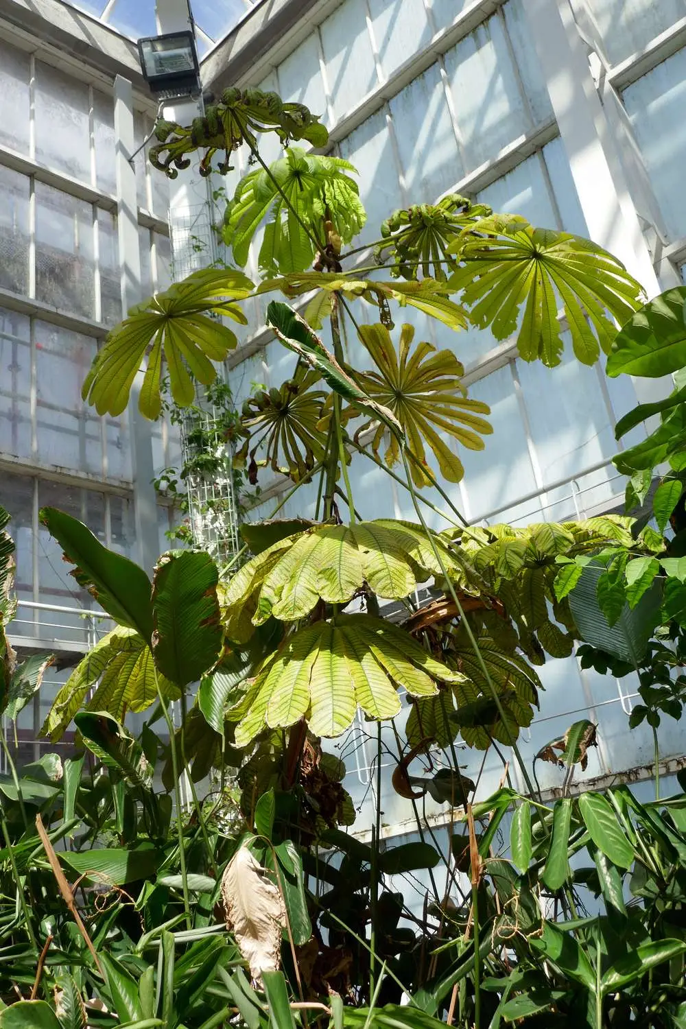 Musanga cecropioides - Corkwood Tree, Umbrella Tree, Urticaceae Tree, African Corkwood Tree - Image 6