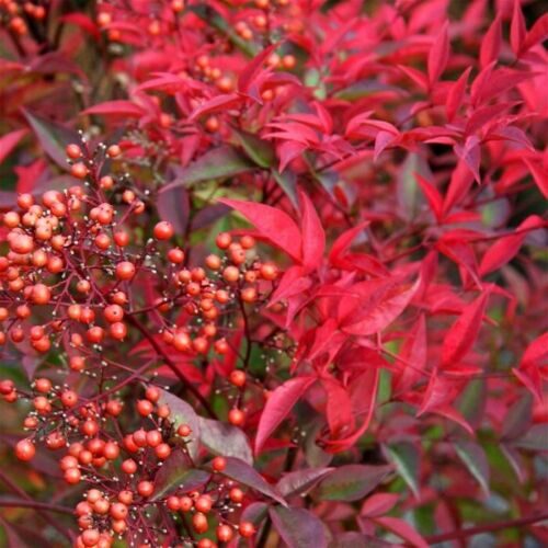 Nandina domestica - celeste bamboo, divine bamboo, sacred bamboo - Image 2